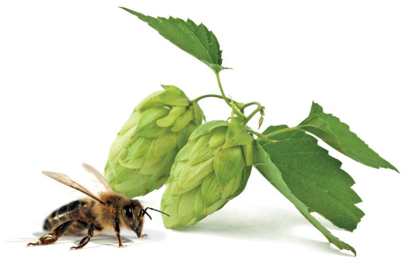 bienenflüsterer